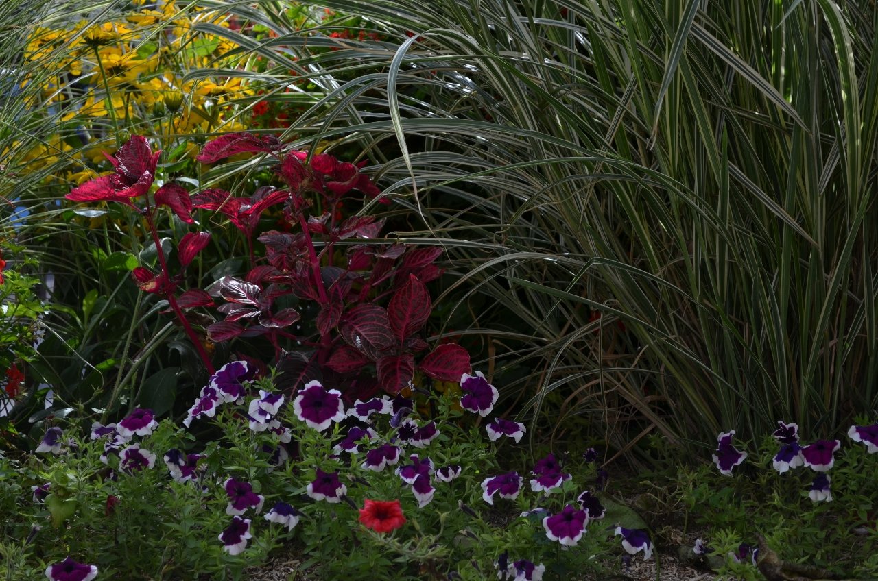 Fonds d'cran Nature Fleurs Fleurs de Ferrières en Brie