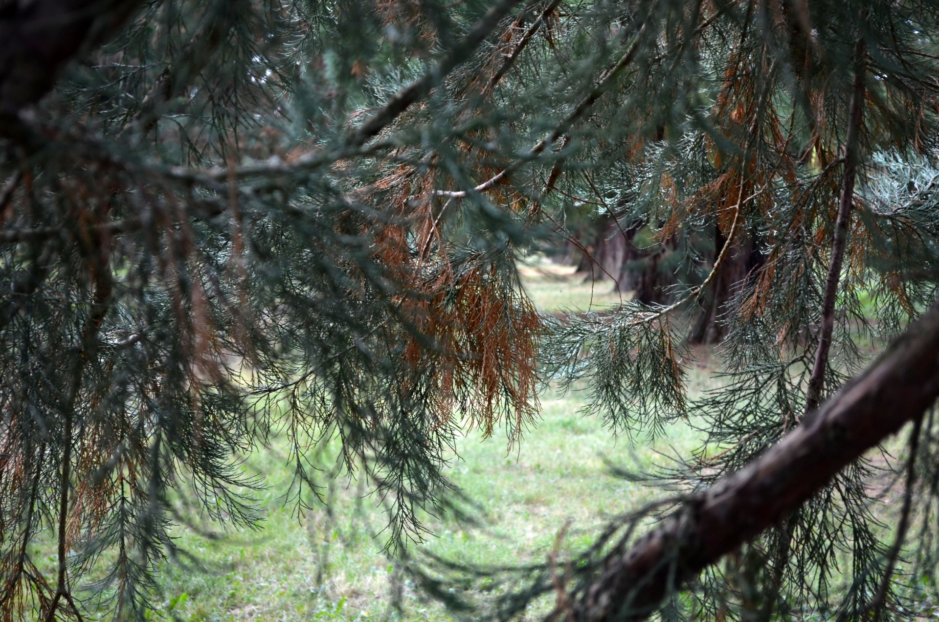 Fonds d'cran Nature Arbres - Forts Ferrières en Brie boisé...