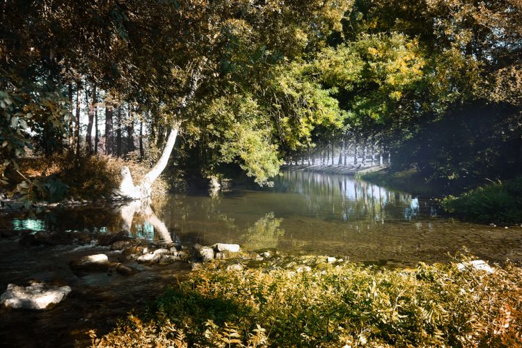 Fonds d'cran Nature Arbres - Forts Forêt de Chizé