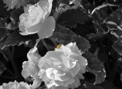  Nature Fleurs de Ferrières en Brie