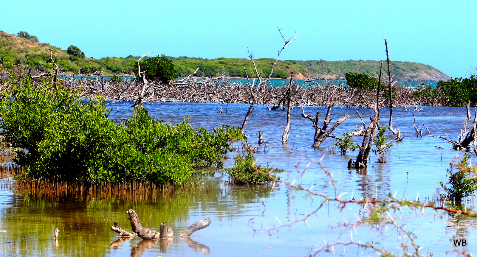 Wallpapers Nature Swamps Mangrove