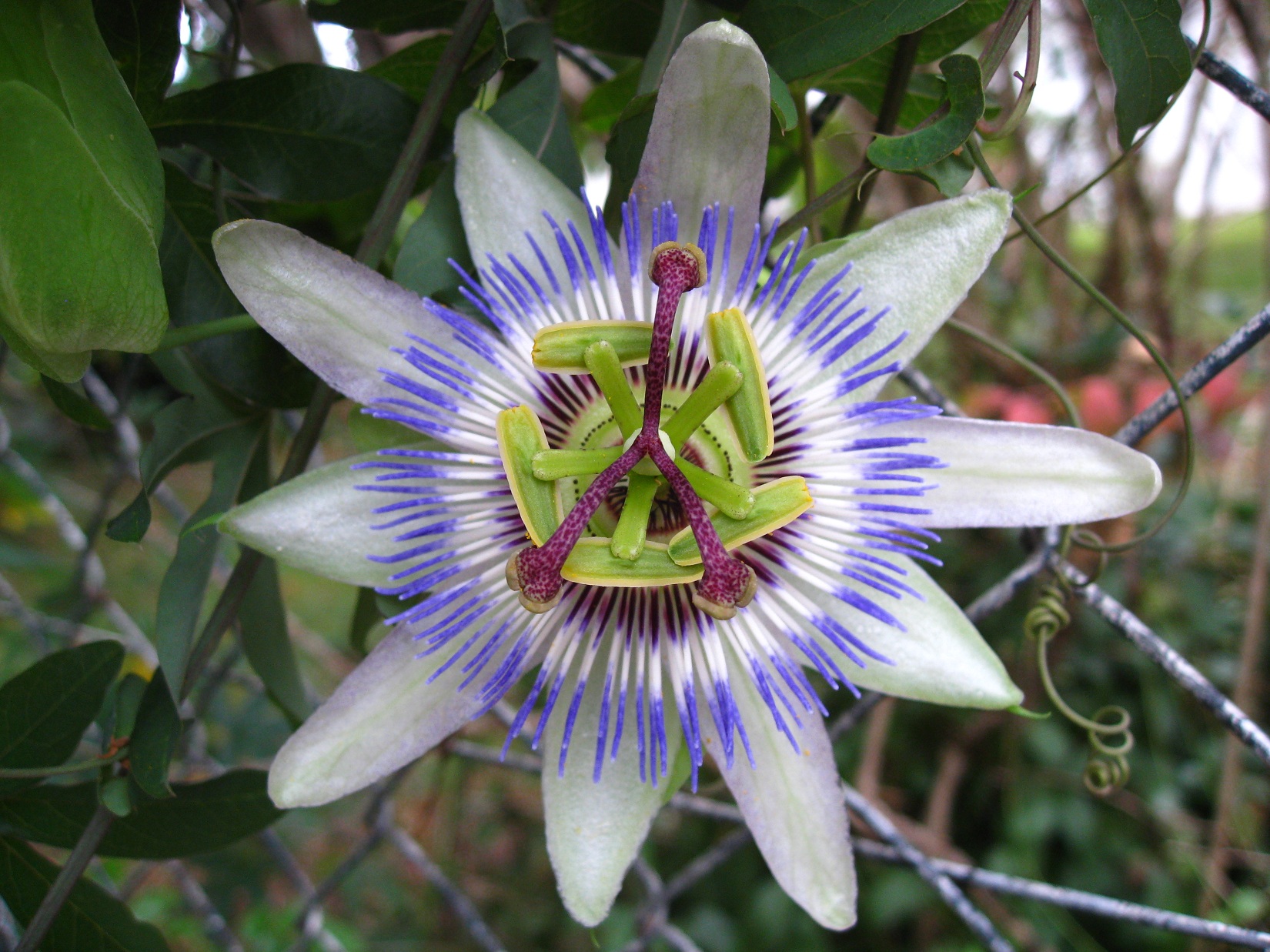 Fonds d'cran Nature Fleurs 