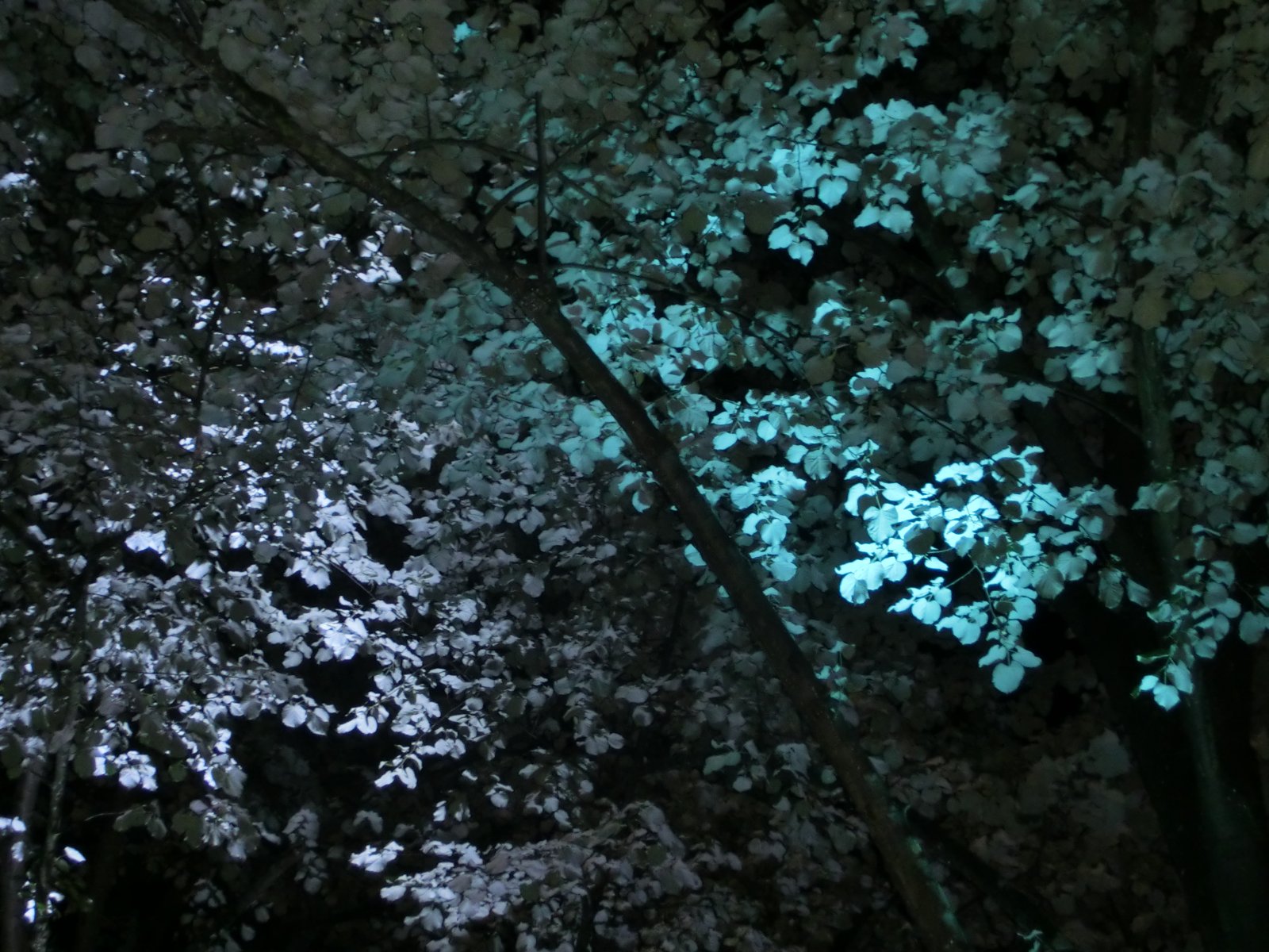 Fonds d'cran Nature Arbres - Forts fete de la lumiere