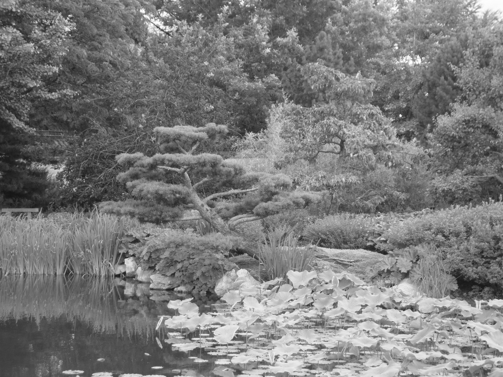 Fonds d'cran Nature Arbres - Forts 