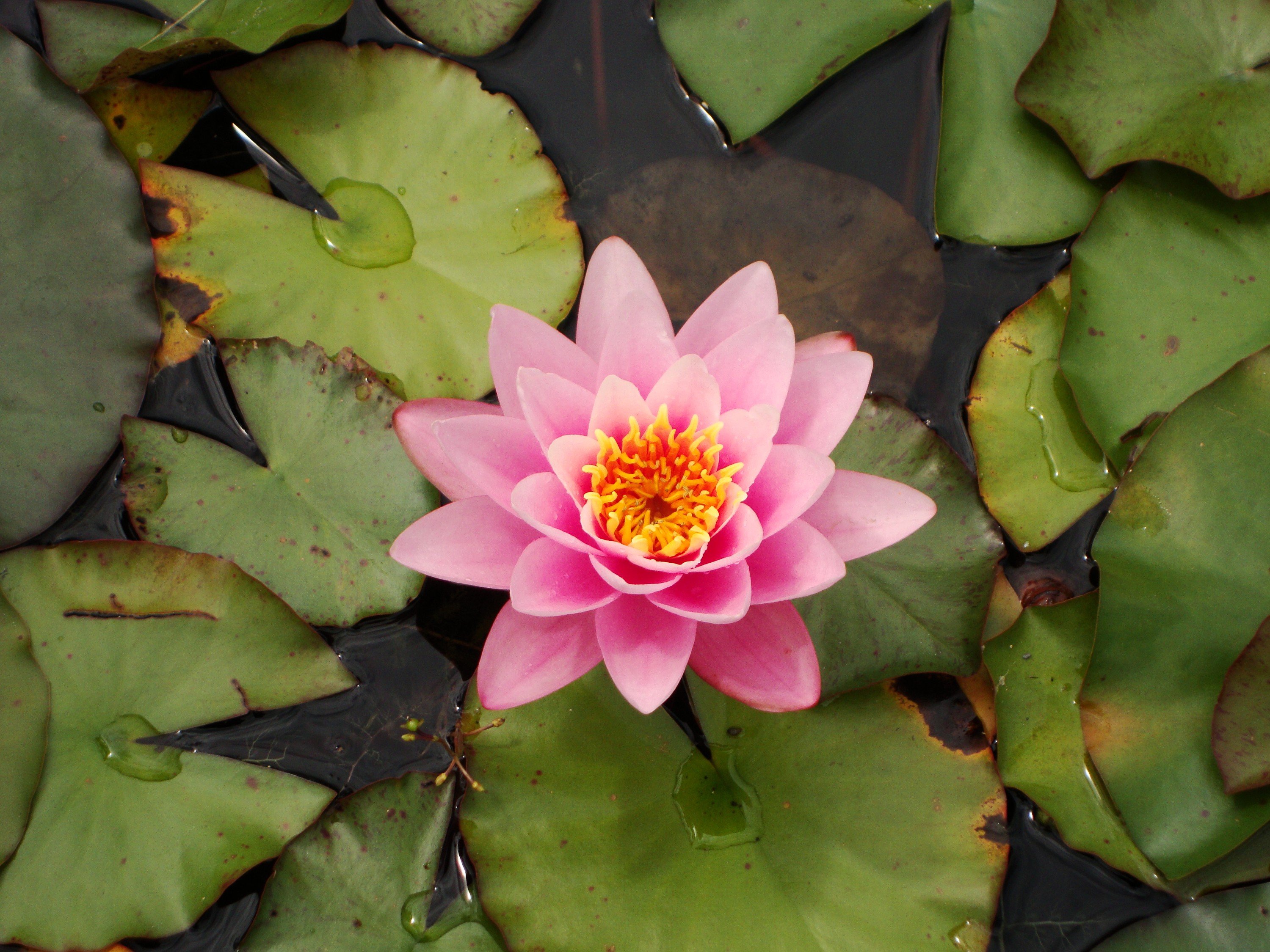 Fonds d'cran Nature Fleurs 