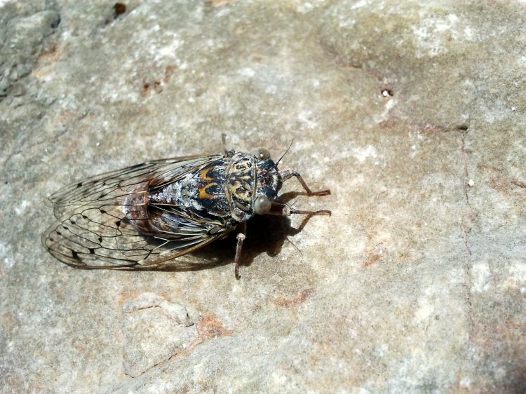 Fonds d'cran Animaux Insectes - Cigales Cigale en roche