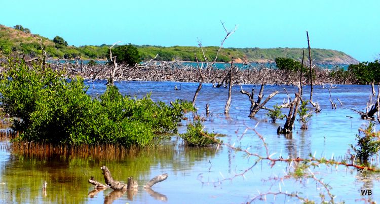 Fonds d'cran Nature Marais Mangrove