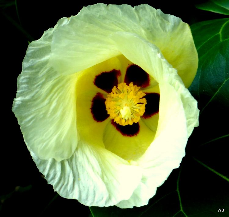 Fonds d'cran Nature Fleurs la fleur du manselinier