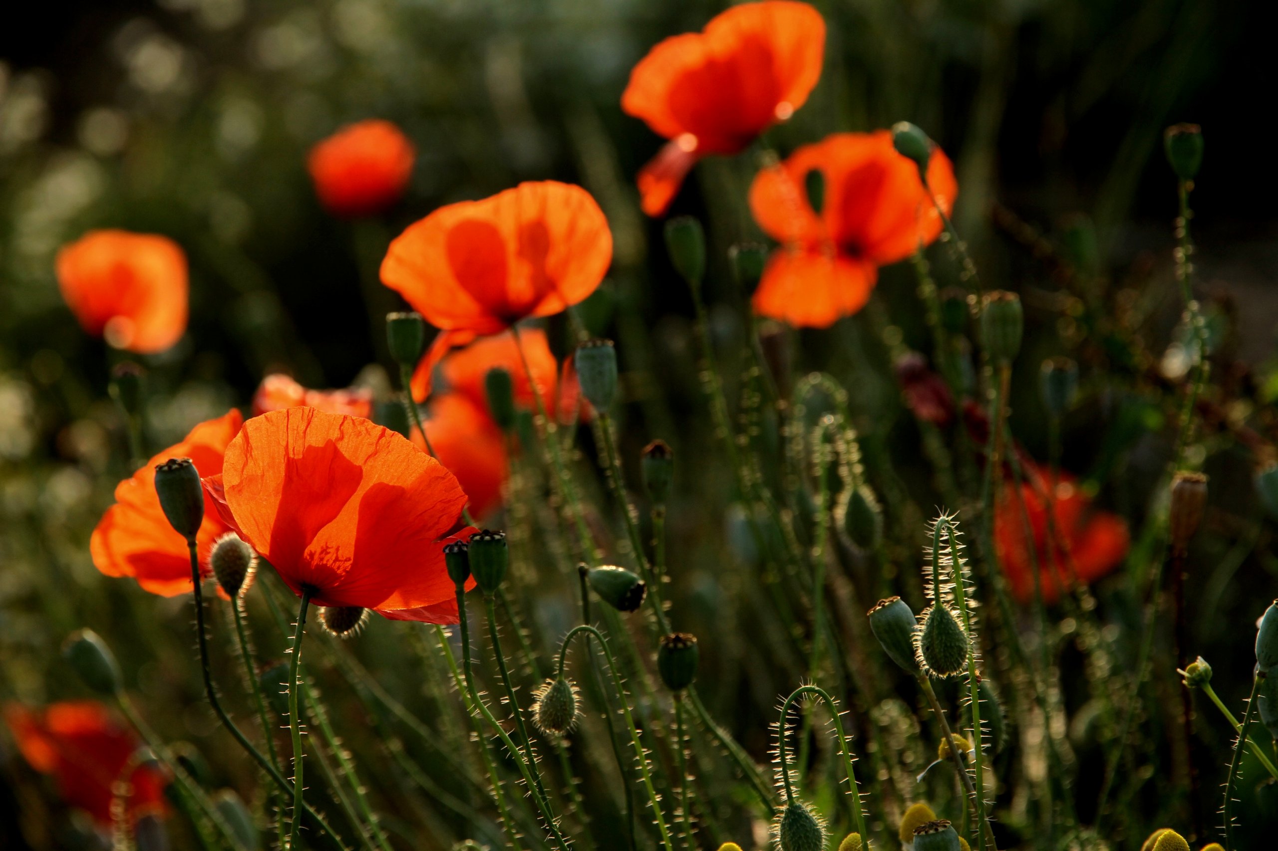 Wallpapers Nature Flowers 