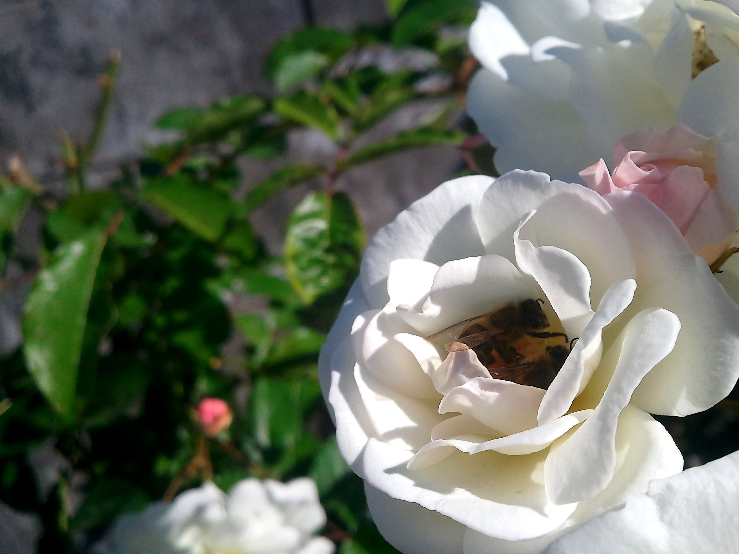 Fonds d'cran Nature Fleurs Fleurs 