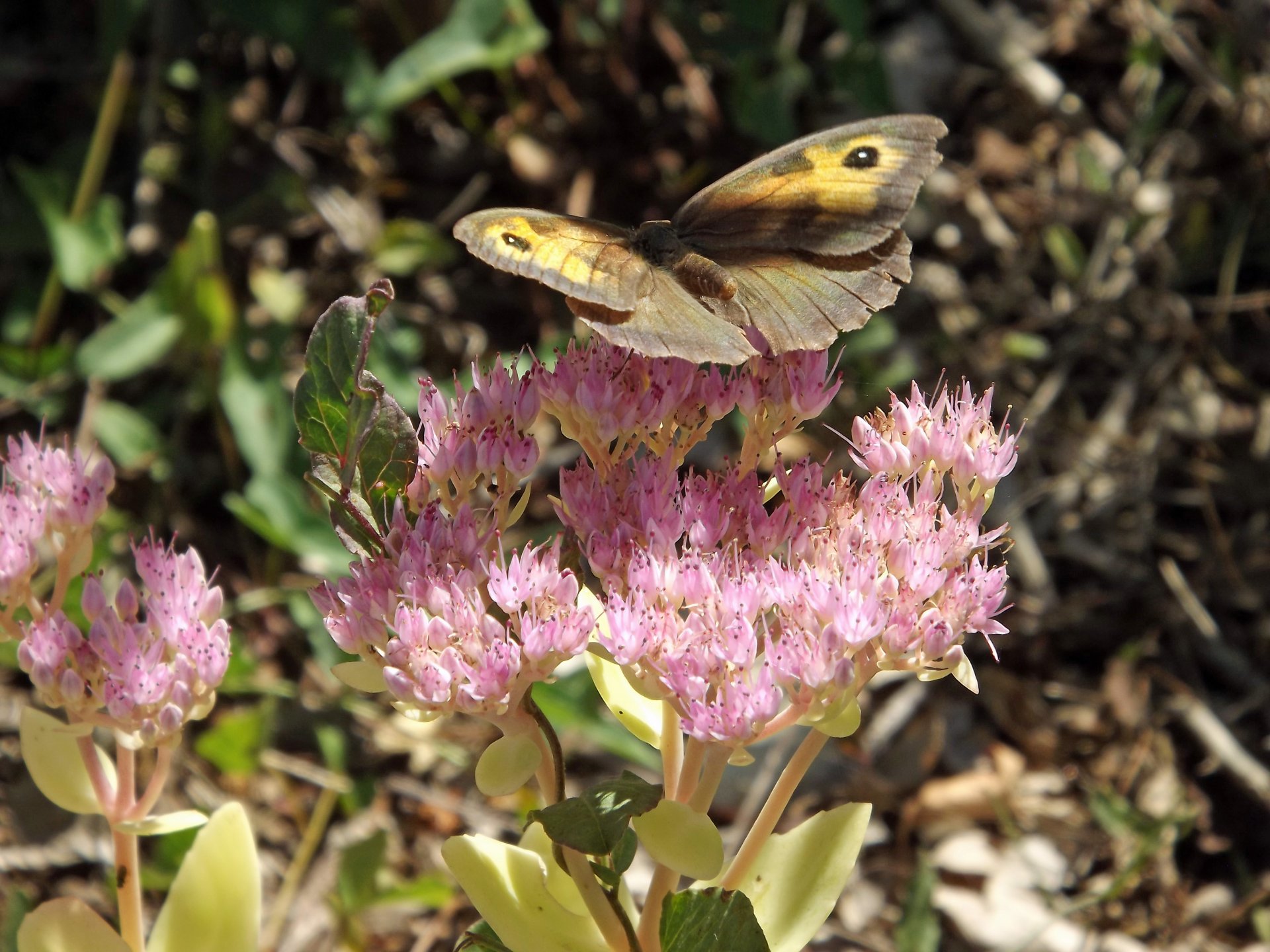 Fonds d'cran Animaux Insectes - Papillons 