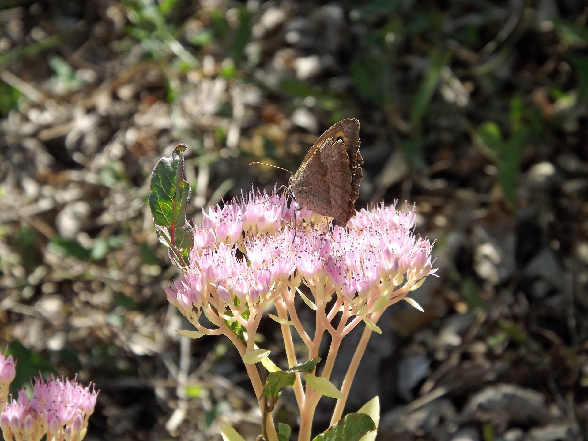 Fonds d'cran Animaux Insectes - Papillons 