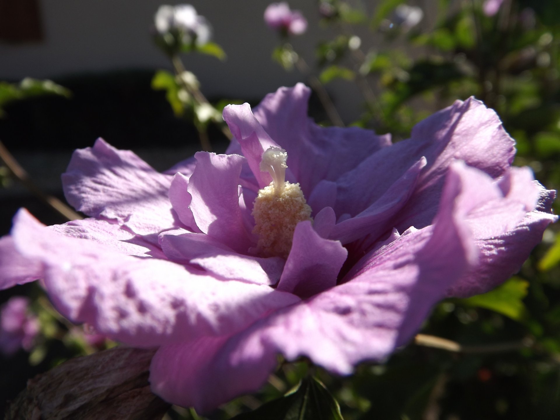 Wallpapers Nature Flowers hibiscus