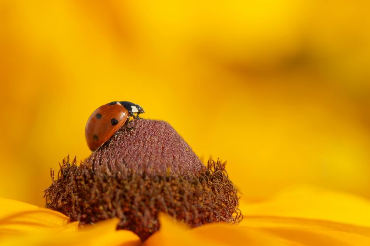 Fonds d'cran Animaux Insectes - Coccinelles Wallpaper N315186