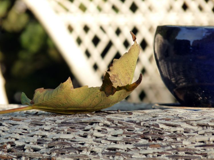 Wallpapers Nature Leaves - Foliage feuilles d'automne