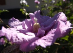  Nature hibiscus