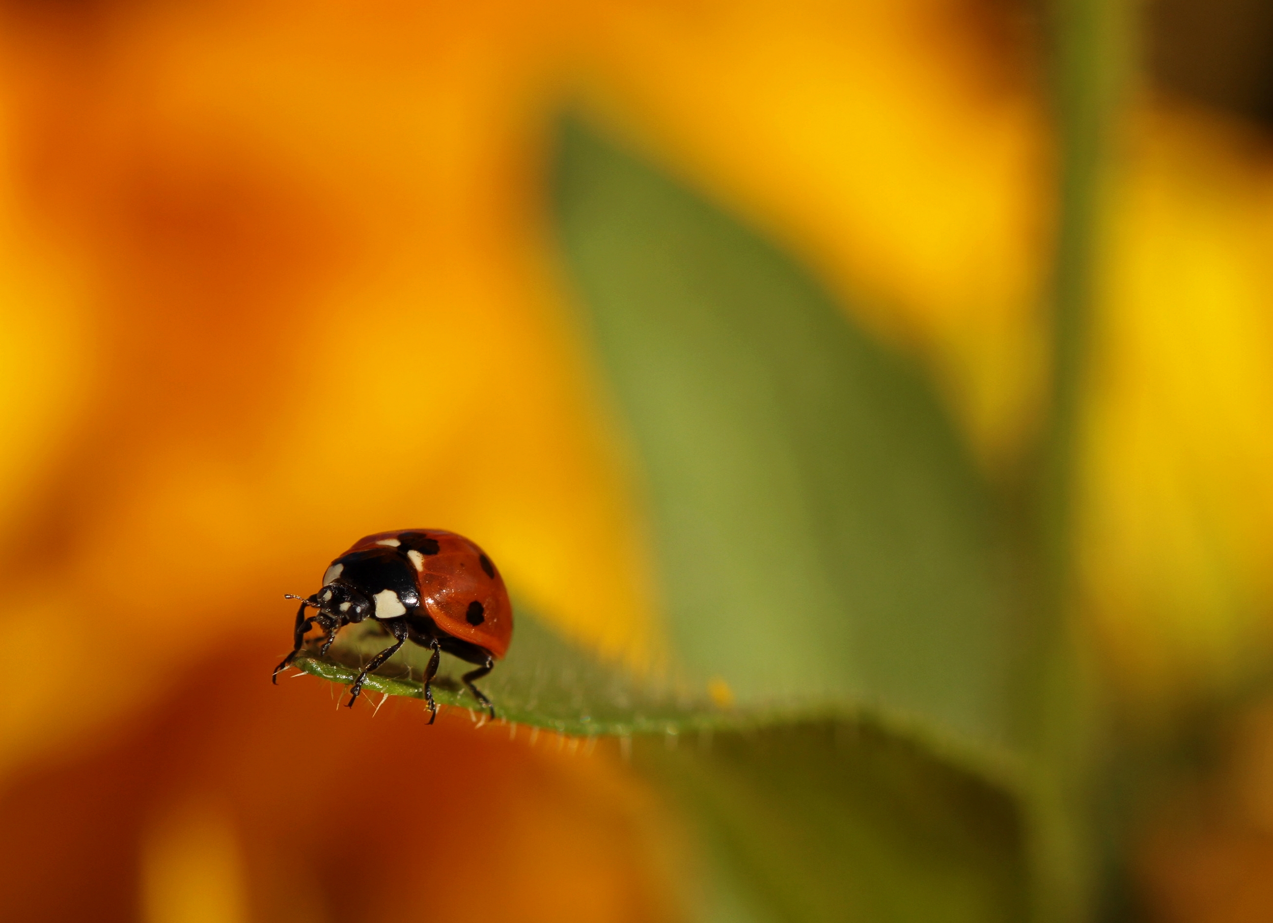 Wallpapers Animals Insects - Ladybugs 