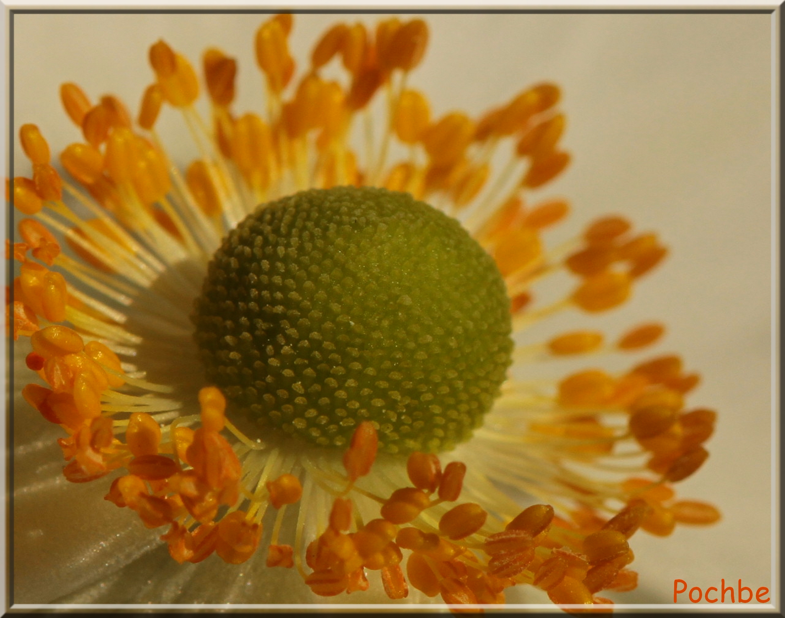 Fonds d'cran Nature Fleurs 