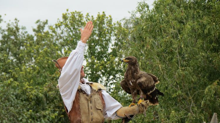 Wallpapers Animals Birds - Eagles aigle (puy du fou : bal des oiseaux famtôme)