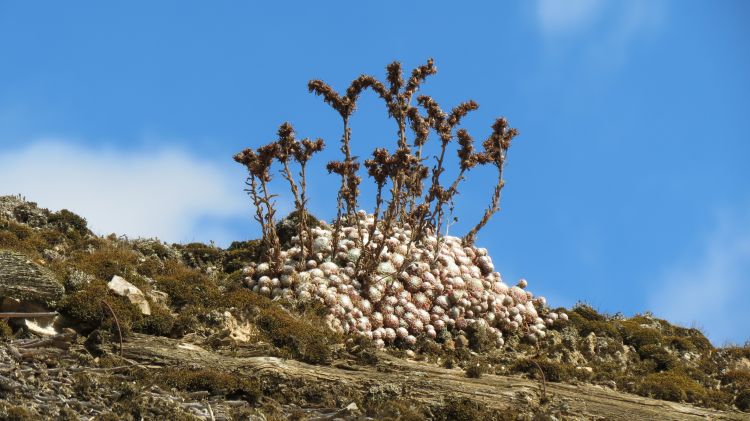 Fonds d'cran Nature Plantes grasses sempervivophilia sur un toit en chaume