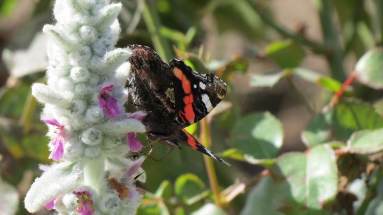 Fonds d'cran Animaux Insectes - Papillons papillon (roseraie puy du fou)