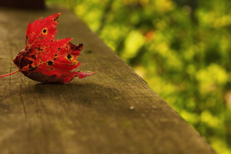 Fonds d'cran Nature Feuilles - Feuillages Pictures takes in US