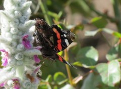  Animaux papillon (roseraie puy du fou)