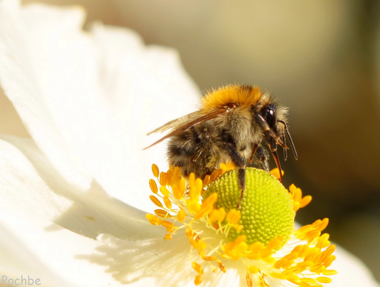 Fonds d'cran Animaux Insectes - Abeilles Gupes ... 