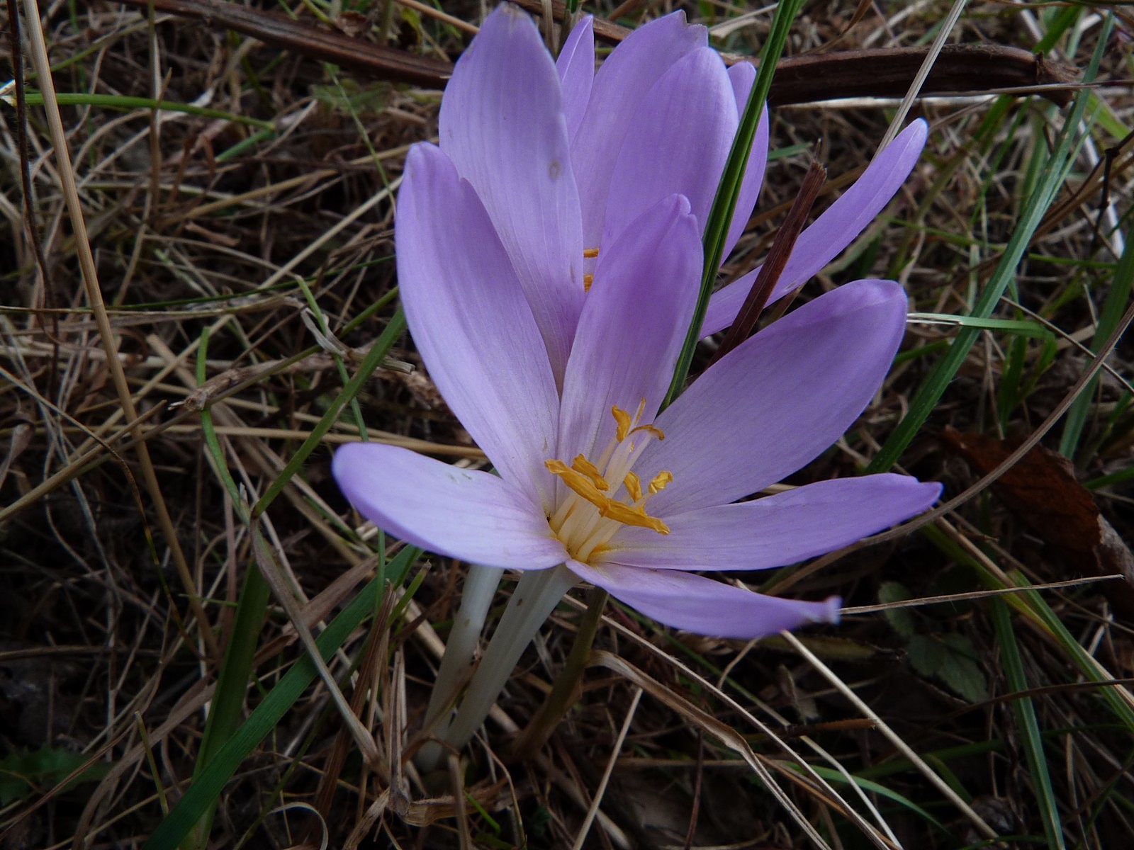 Wallpapers Nature Flowers Colchiques 