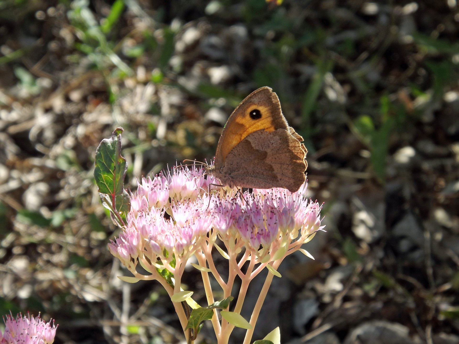 Fonds d'cran Animaux Insectes - Papillons 