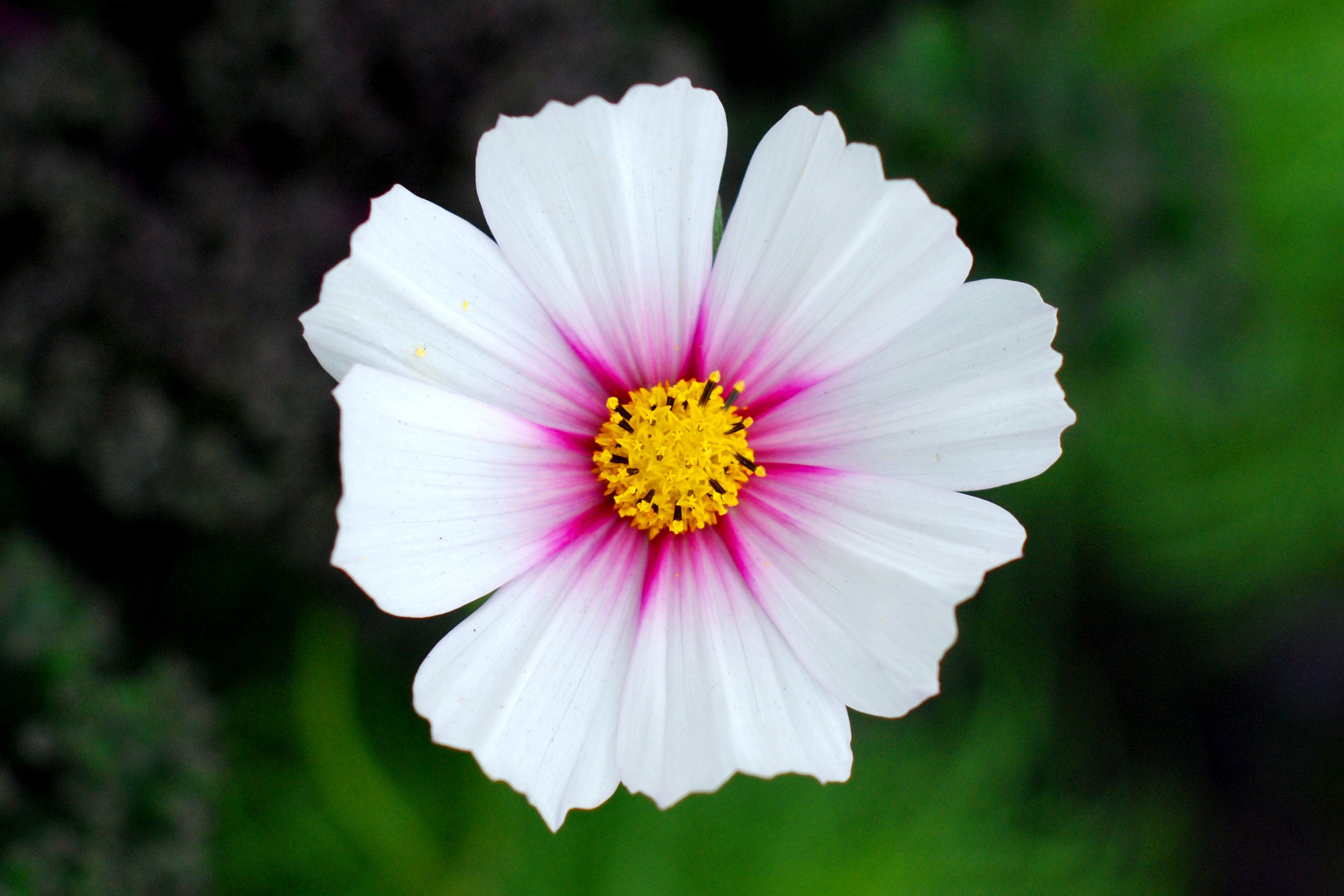 Fonds d'cran Nature Fleurs petite ballade dans un jardin