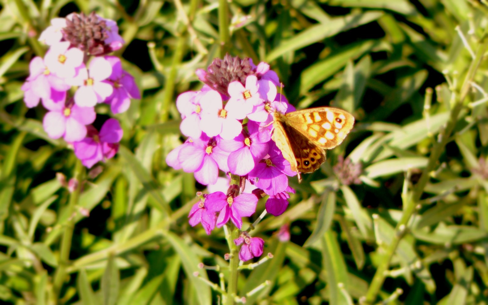 Fonds d'cran Animaux Insectes - Papillons papillon sur une fleur un jour d'été