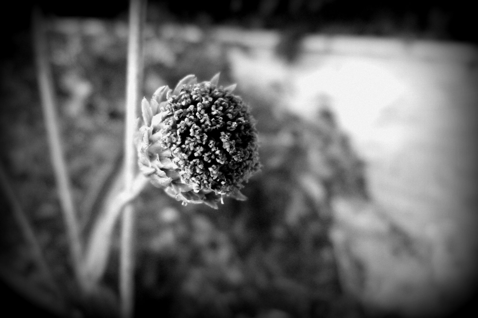 Fonds d'cran Nature Fleurs Une touche de noir et blanc. 