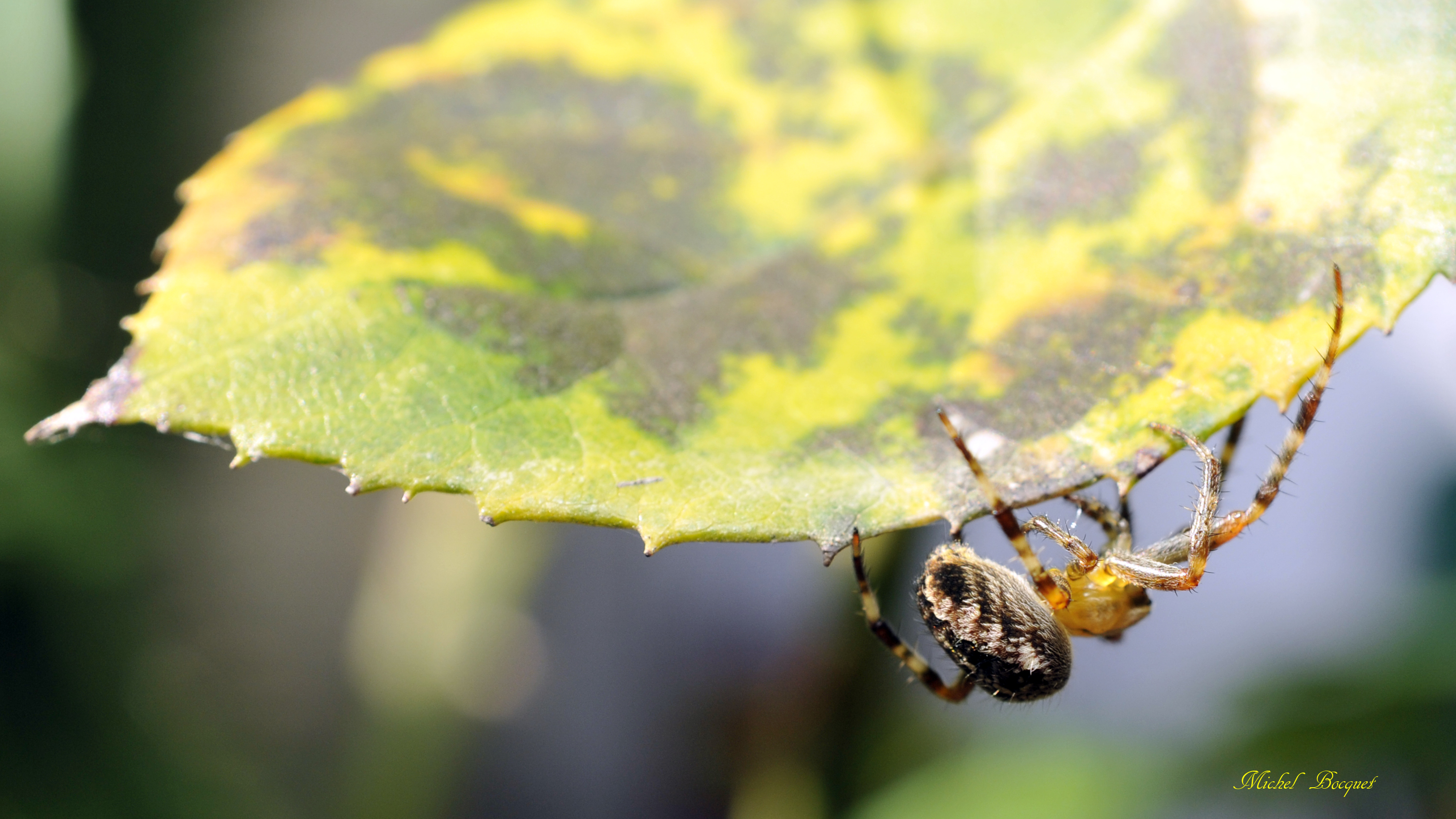 Fonds d'cran Animaux Araignes Araignée de mon jardin