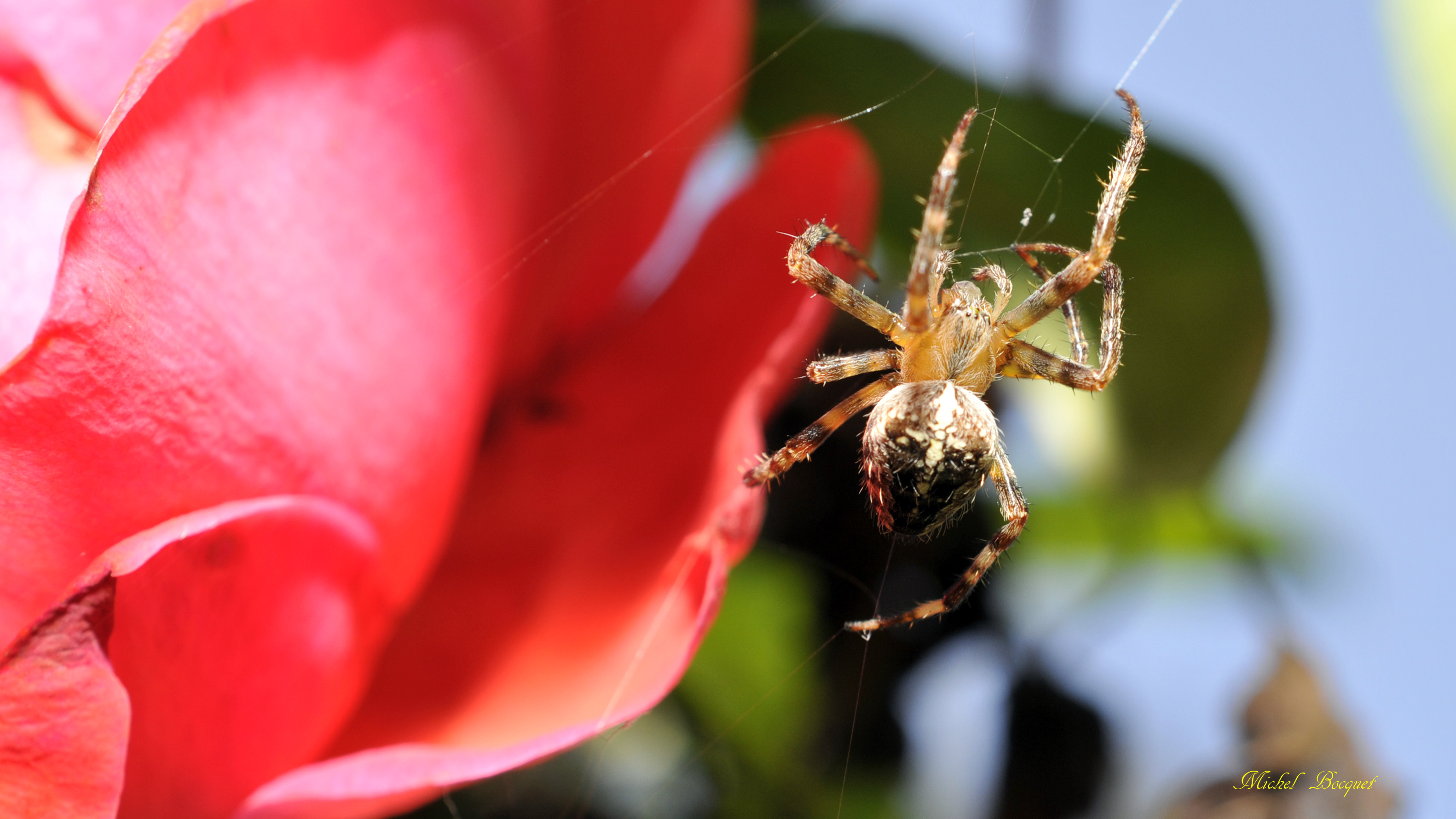 Wallpapers Animals Spiders Araignée de mon jardin