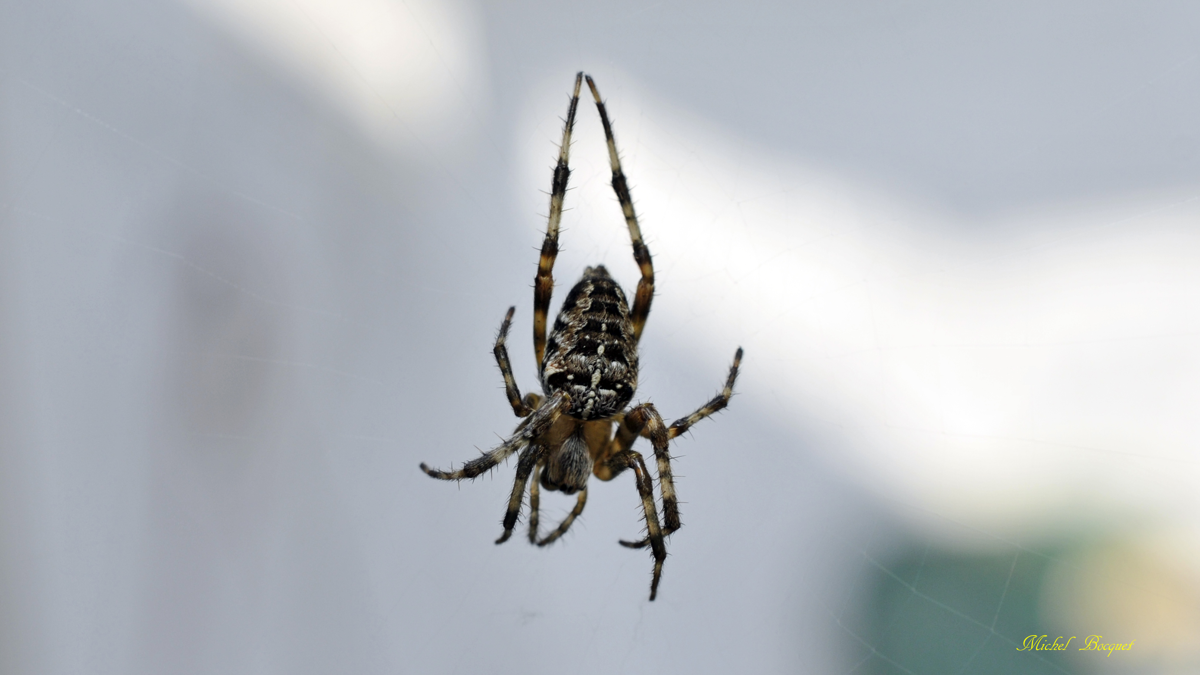 Fonds d'cran Animaux Araignes Araignée de mon jardin