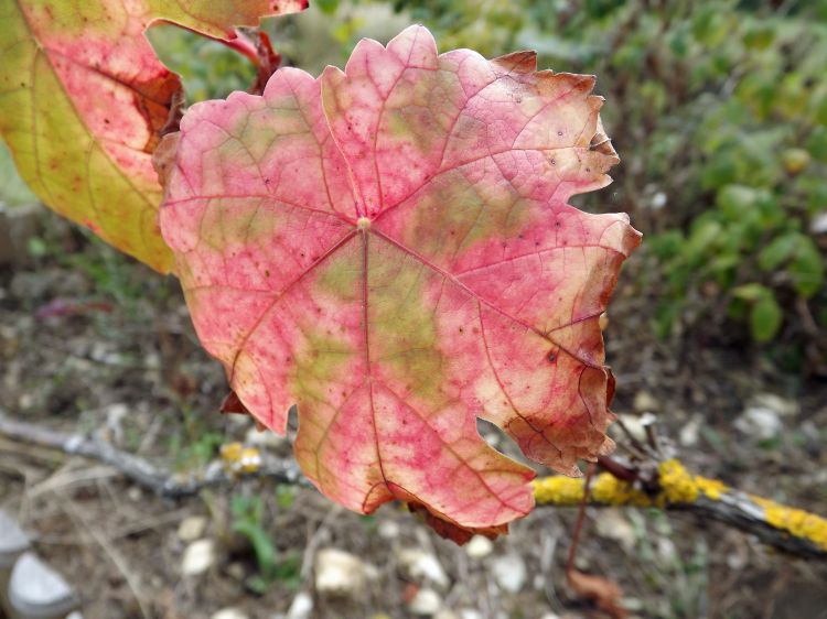 Fonds d'cran Nature Feuilles - Feuillages feuilles de vigne