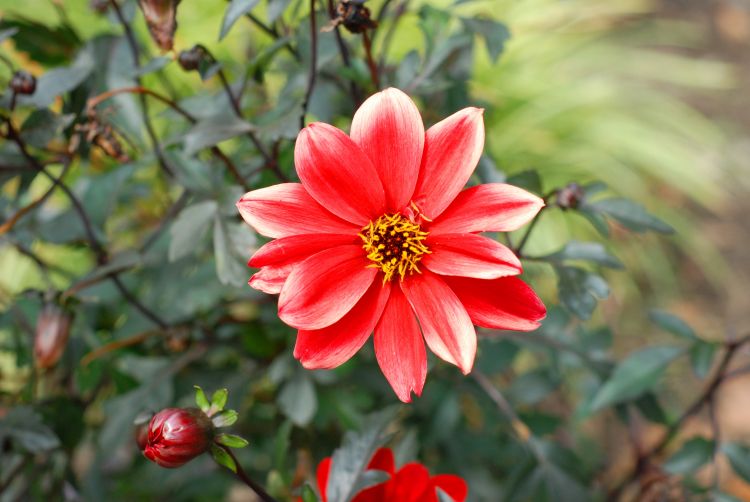 Fonds d'cran Nature Fleurs petite ballade dans un jardin