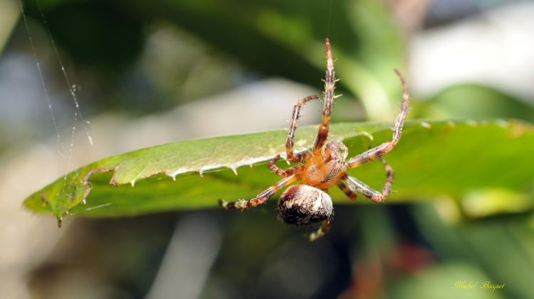 Wallpapers Animals Spiders Araignée de mon jardin