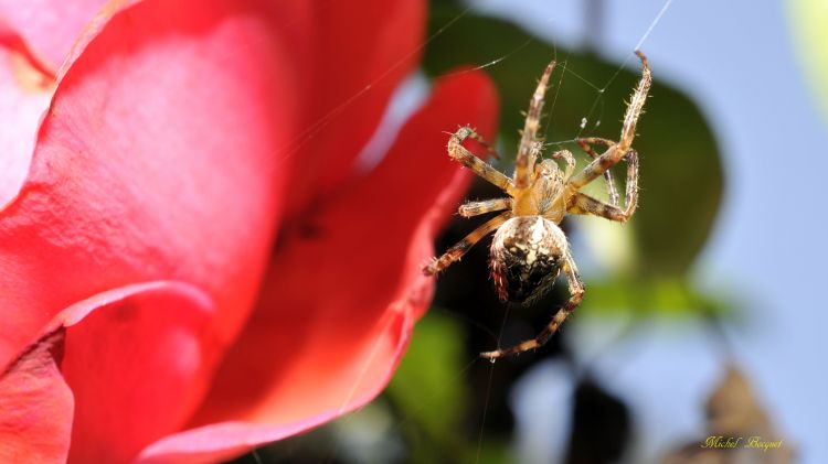 Fonds d'cran Animaux Araignes Araignée de mon jardin