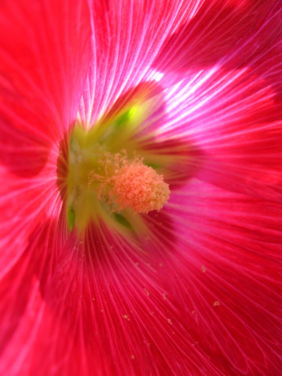 Fonds d'cran Nature Fleurs fleur