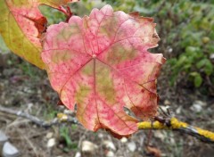  Nature feuilles de vigne