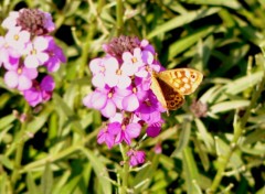  Animaux papillon sur une fleur un jour d'été