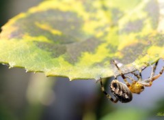  Animaux Araignée de mon jardin