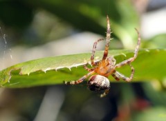  Animaux Araignée de mon jardin