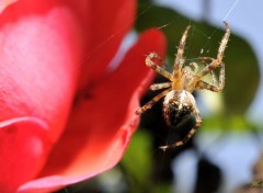  Animaux Araignée de mon jardin