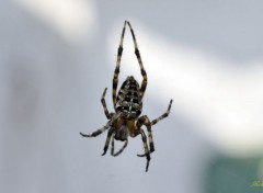  Animaux Araignée de mon jardin