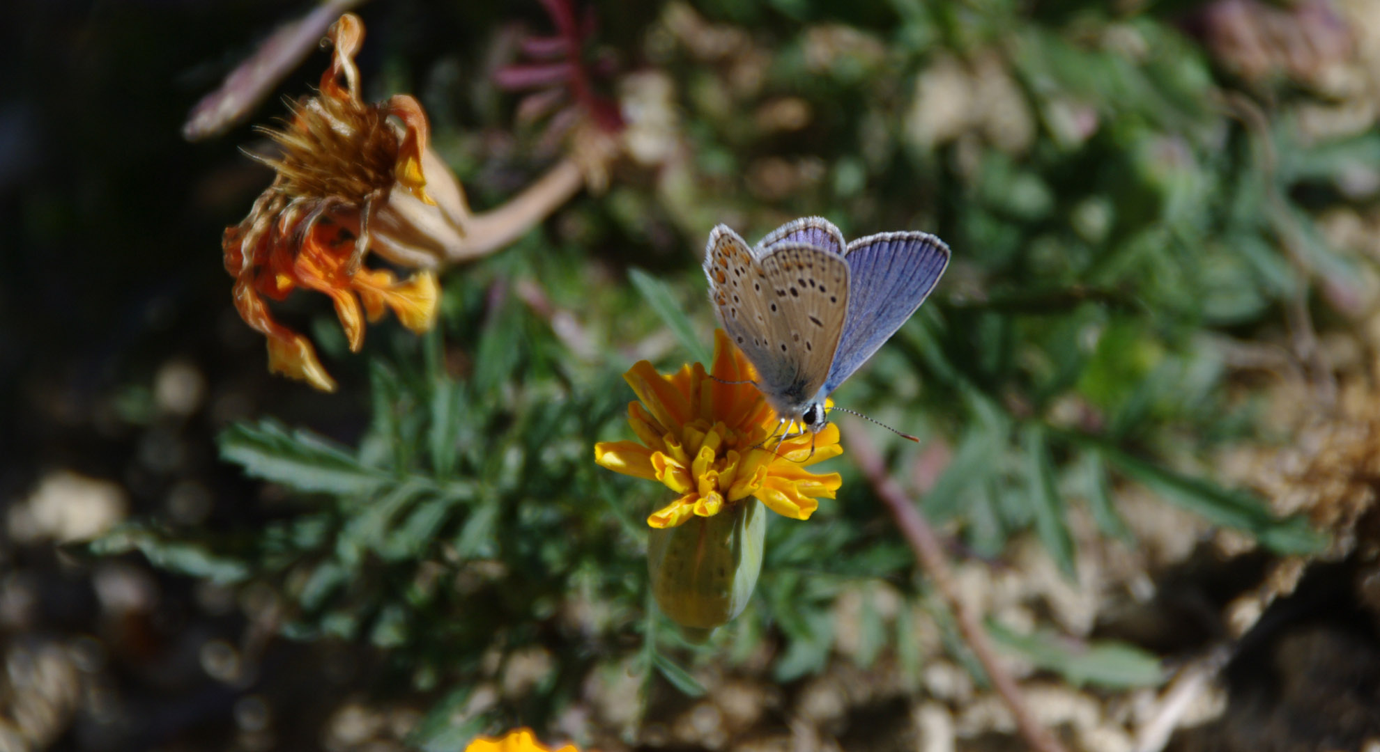 Wallpapers Animals Insects - Butterflies Papillon L 'ARGUS BLEUE