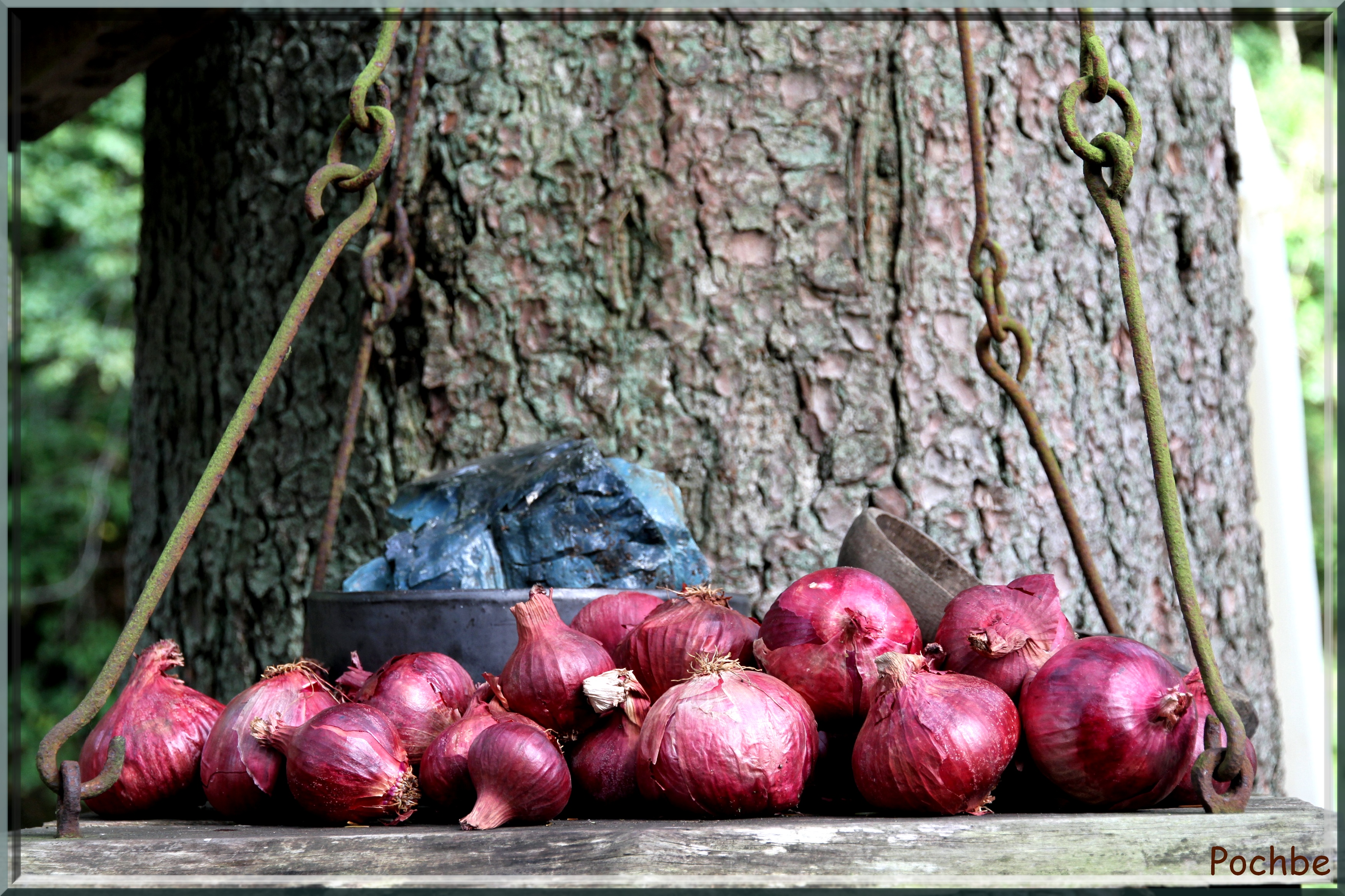 Wallpapers Nature Vegetables 