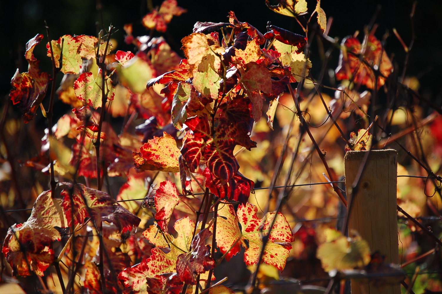 Fonds d'cran Nature Vignes - Vignobles 